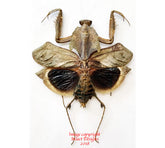 Deroplatys desiccata (Malaysia) - female